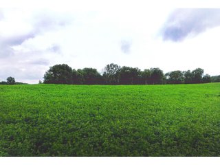 Property photo 9 - LAND AUCTION - 308+/- ACRES IN 7 TRACTS IN CARROLL & WHITE COUNTY, INDIANA